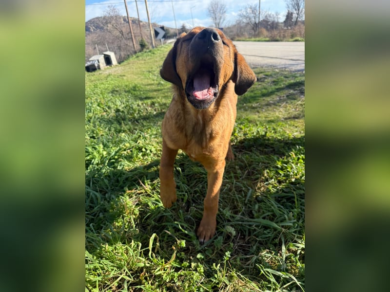 Fips sucht sein Für-Immer-Zuhause