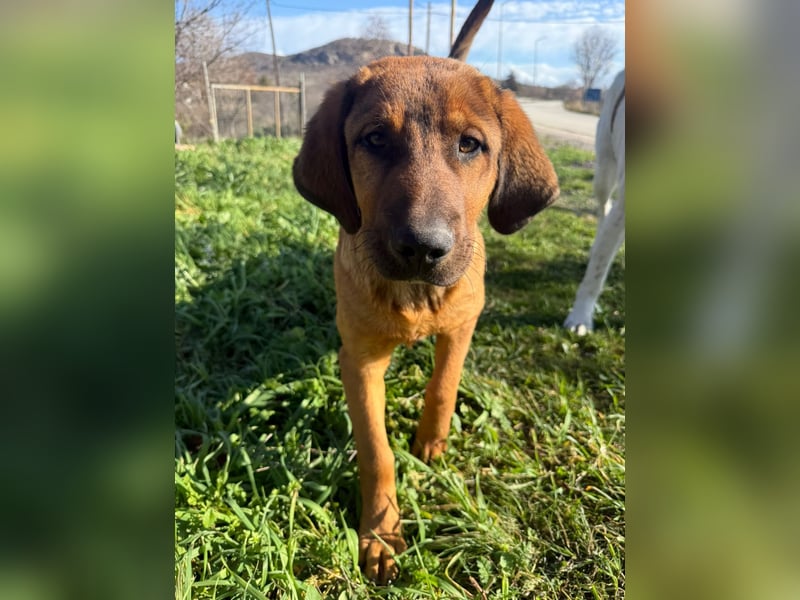 Fips sucht sein Für-Immer-Zuhause