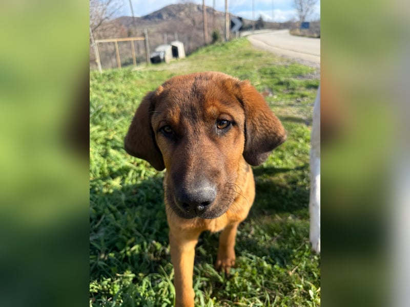 Fips sucht sein Für-Immer-Zuhause