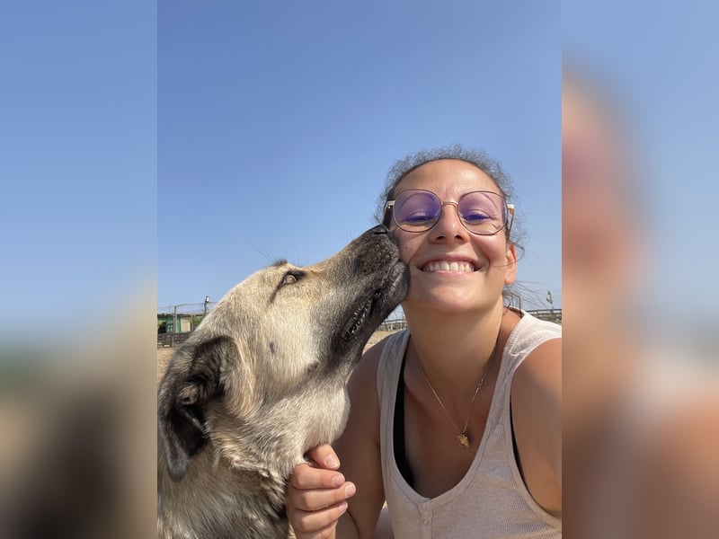 Buddy sucht ein Zuhause – Großer Hund mit großem Herz