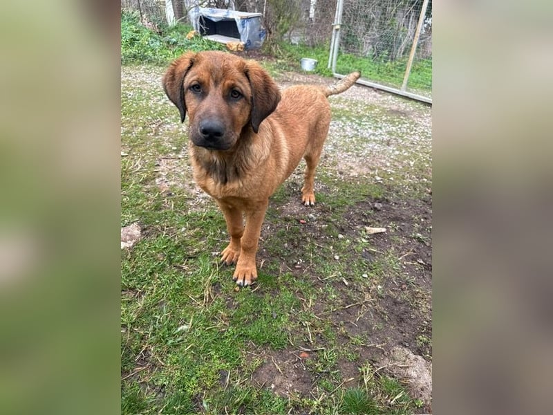 Fips sucht sein Für-Immer-Zuhause