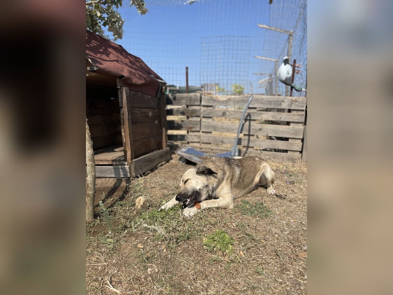 Buddy sucht ein Zuhause – Großer Hund mit großem Herz