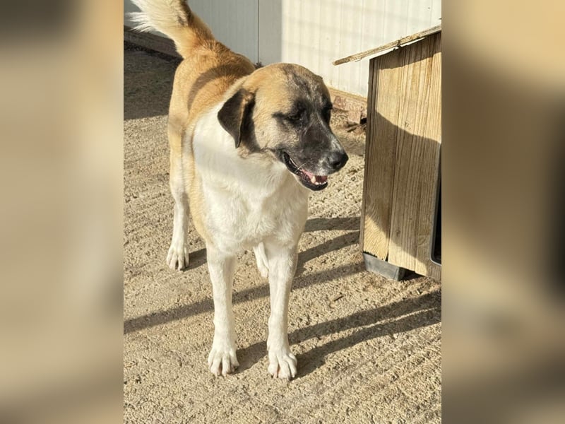 Anton – Treuer Gefährte mit großem Herz sucht sein Für-Immer-Zuhause