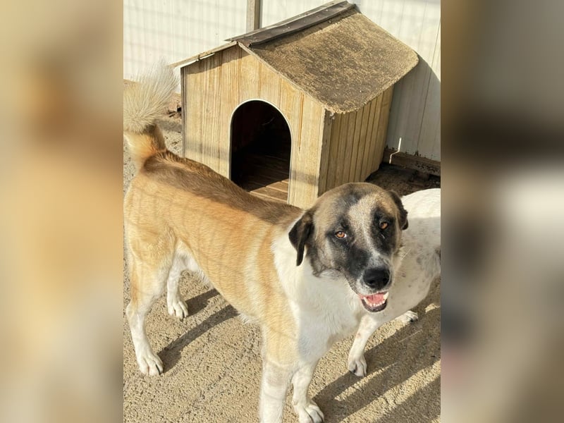 Anton – Treuer Gefährte mit großem Herz sucht sein Für-Immer-Zuhause