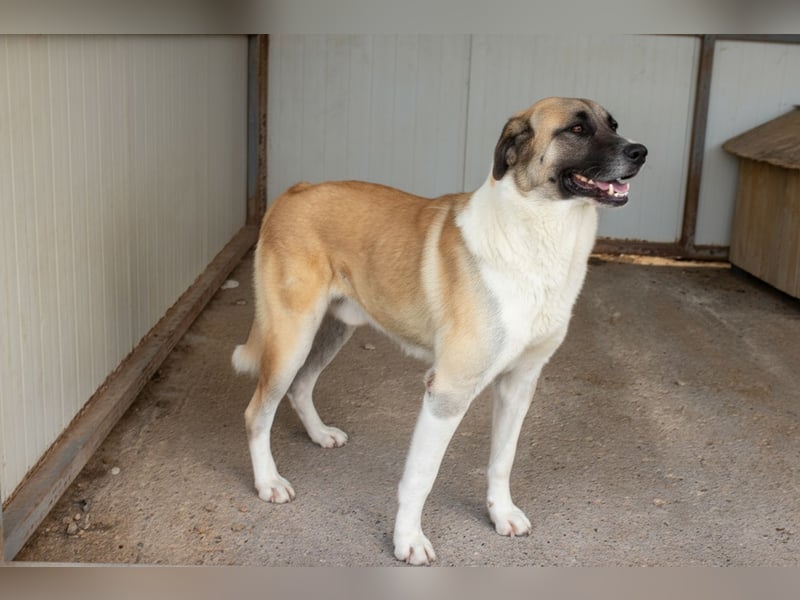 Anton – Treuer Gefährte mit großem Herz sucht sein Für-Immer-Zuhause