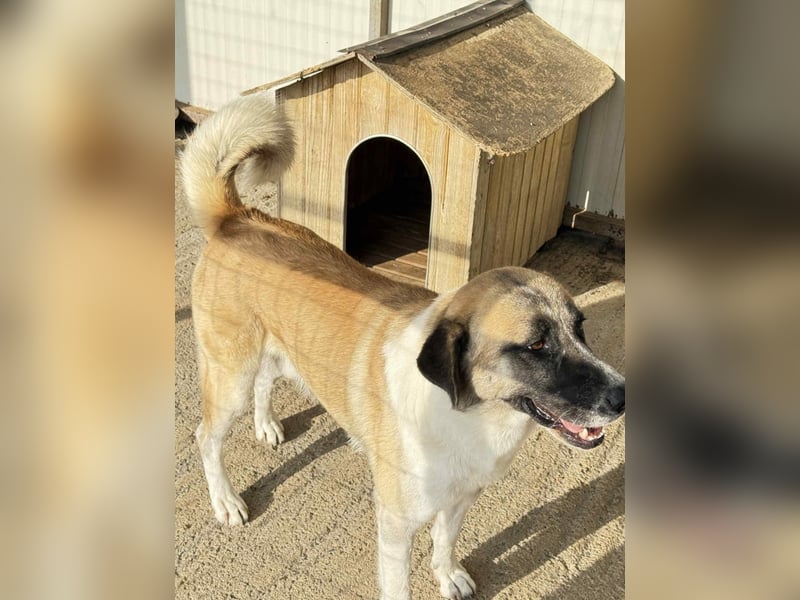 Anton – Treuer Gefährte mit großem Herz sucht sein Für-Immer-Zuhause