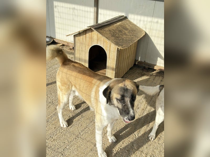 Anton – Treuer Gefährte mit großem Herz sucht sein Für-Immer-Zuhause