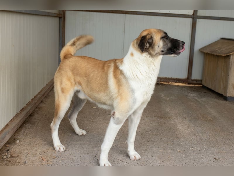 Anton – Treuer Gefährte mit großem Herz sucht sein Für-Immer-Zuhause