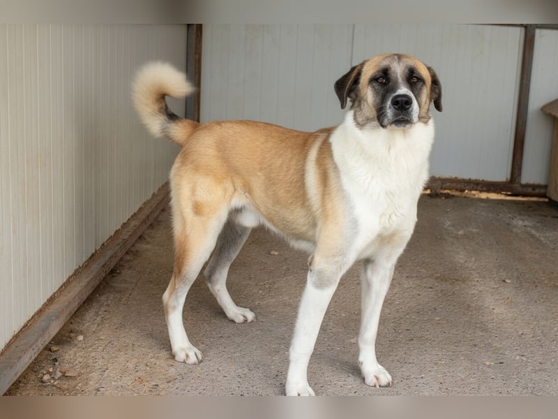 Anton – Treuer Gefährte mit großem Herz sucht sein Für-Immer-Zuhause