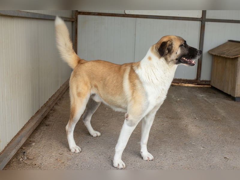 Anton – Treuer Gefährte mit großem Herz sucht sein Für-Immer-Zuhause