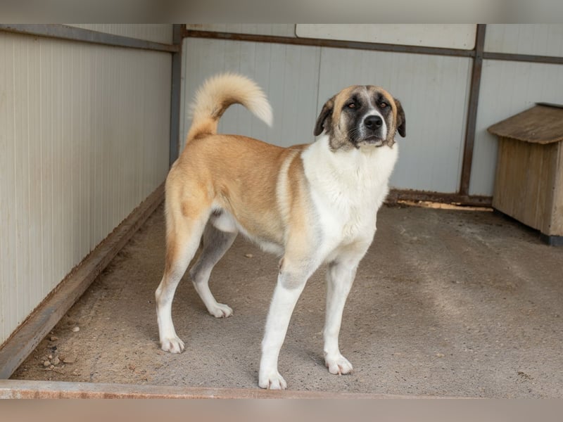 Anton – Treuer Gefährte mit großem Herz sucht sein Für-Immer-Zuhause