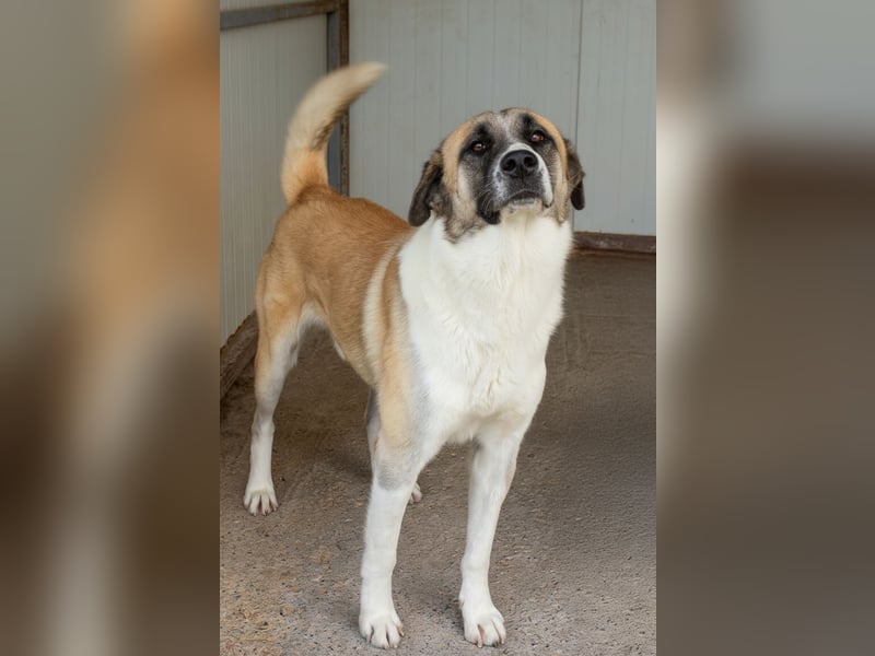 Anton – Treuer Gefährte mit großem Herz sucht sein Für-Immer-Zuhause