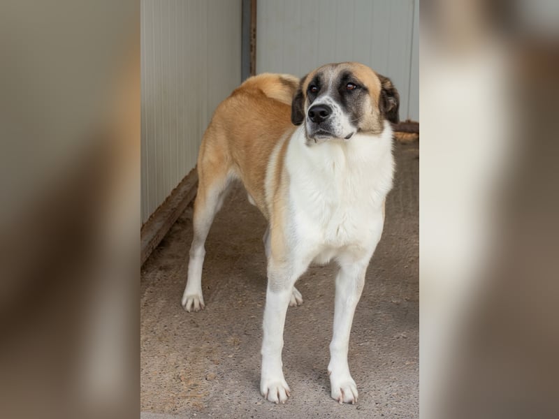 Anton – Treuer Gefährte mit großem Herz sucht sein Für-Immer-Zuhause