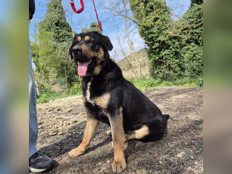 Sonic -  Gute Laune auf vier Pfoten sucht Zuhause