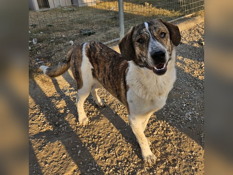 Timo, geb. ca. 12/2023, lebt in GRIECHENLAND, im städt. Tierheim Serres