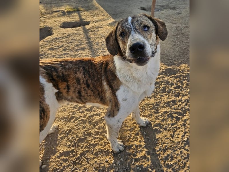 Timo, geb. ca. 12/2023, lebt in GRIECHENLAND, im städt. Tierheim Serres