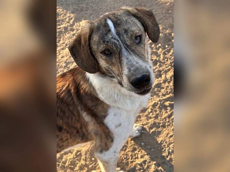 Timo, geb. ca. 12/2023, lebt in GRIECHENLAND, im städt. Tierheim Serres