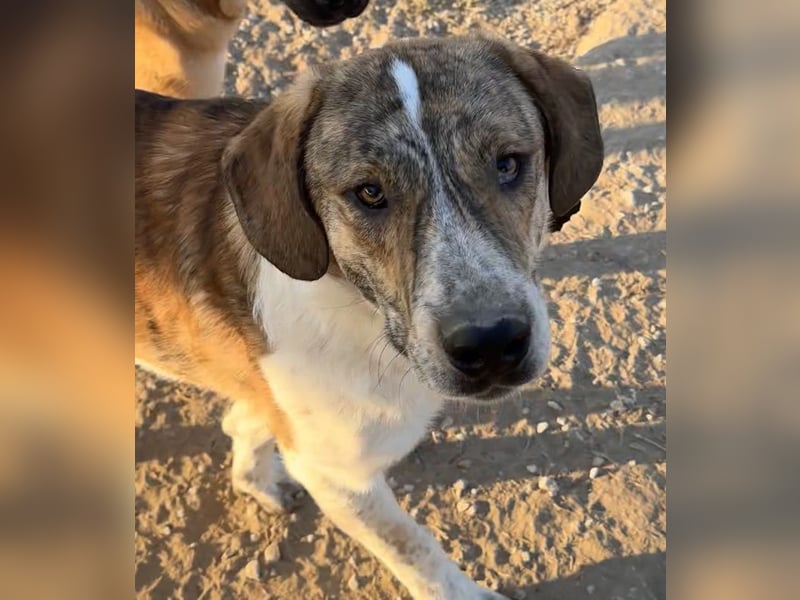 Timo, geb. ca. 12/2023, lebt in GRIECHENLAND, im städt. Tierheim Serres