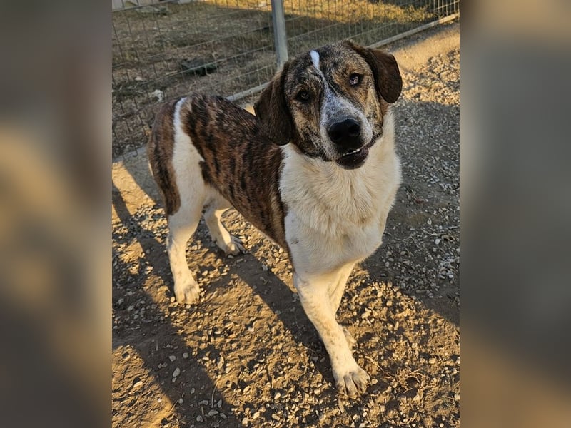 Timo, geb. ca. 12/2023, lebt in GRIECHENLAND, im städt. Tierheim Serres