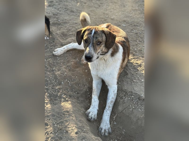 Timo, geb. ca. 12/2023, lebt in GRIECHENLAND, im städt. Tierheim Serres