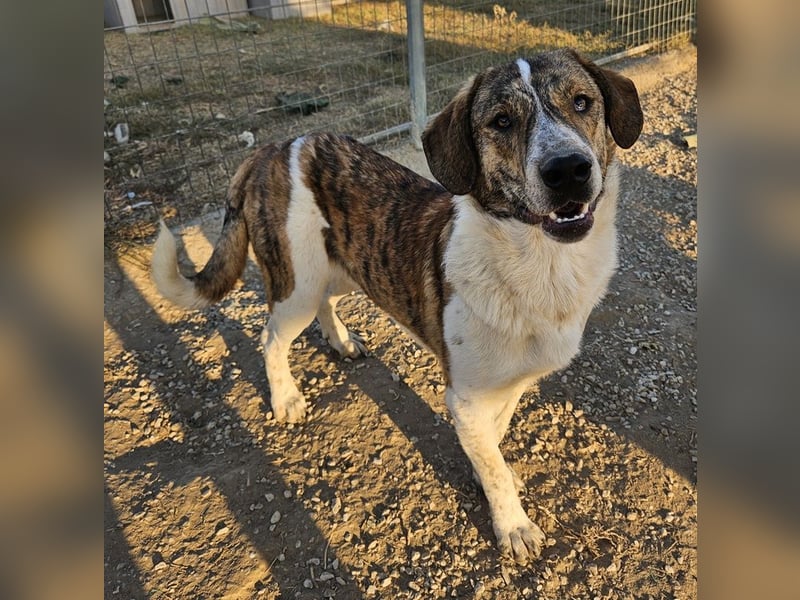 Timo, geb. ca. 12/2023, lebt in GRIECHENLAND, im städt. Tierheim Serres