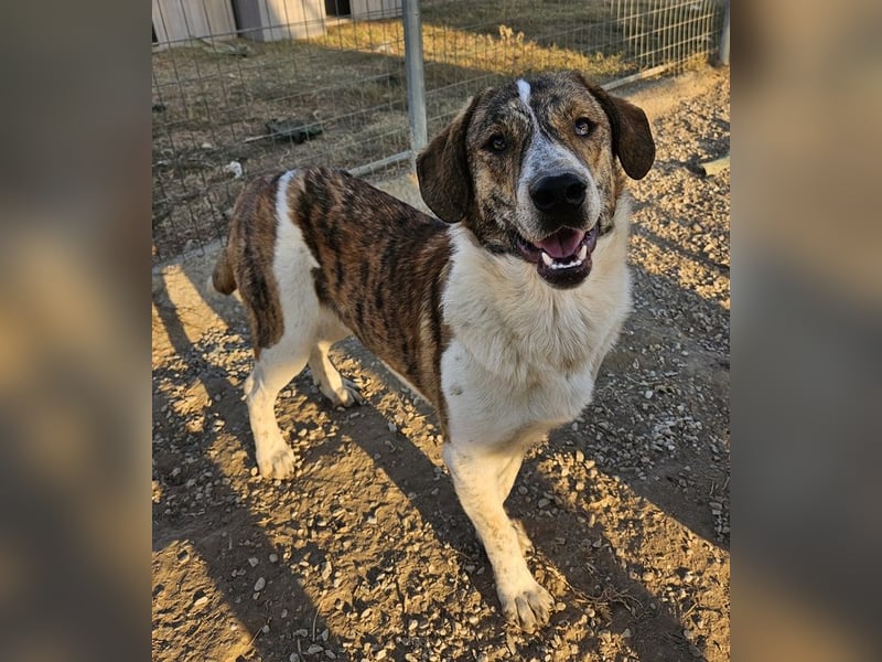 Timo, geb. ca. 12/2023, lebt in GRIECHENLAND, im städt. Tierheim Serres