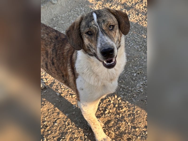 Timo, geb. ca. 12/2023, lebt in GRIECHENLAND, im städt. Tierheim Serres