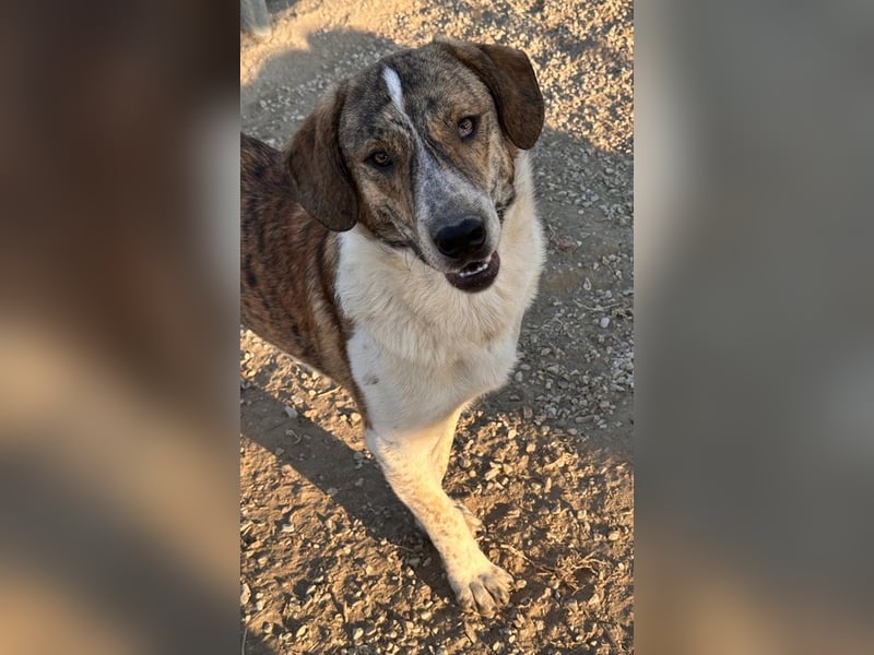 Timo, geb. ca. 12/2023, lebt in GRIECHENLAND, im städt. Tierheim Serres