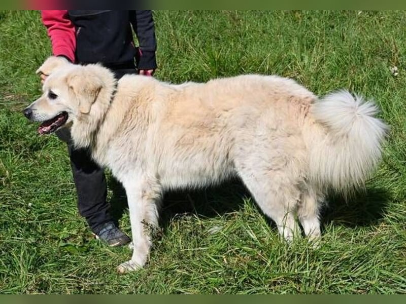 LEON 2 ein sanfter Riese LEON 2 ein sanfter Riese