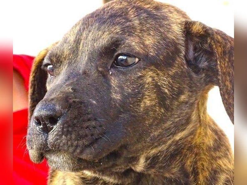 CHIARA, kleines Hundekind in Lebensgefahr CHIARA, kleines Hundekind in Lebensgefahr