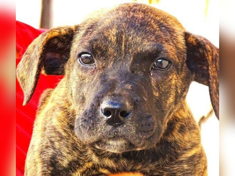 CHIARA, kleines Hundekind in Lebensgefahr CHIARA, kleines Hundekind in Lebensgefahr