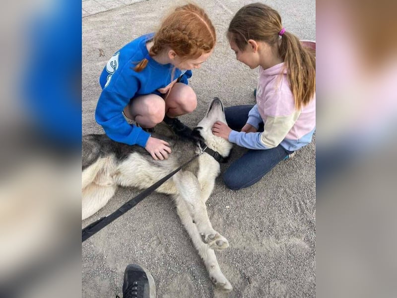 MADDOX sucht streichelnde Hände