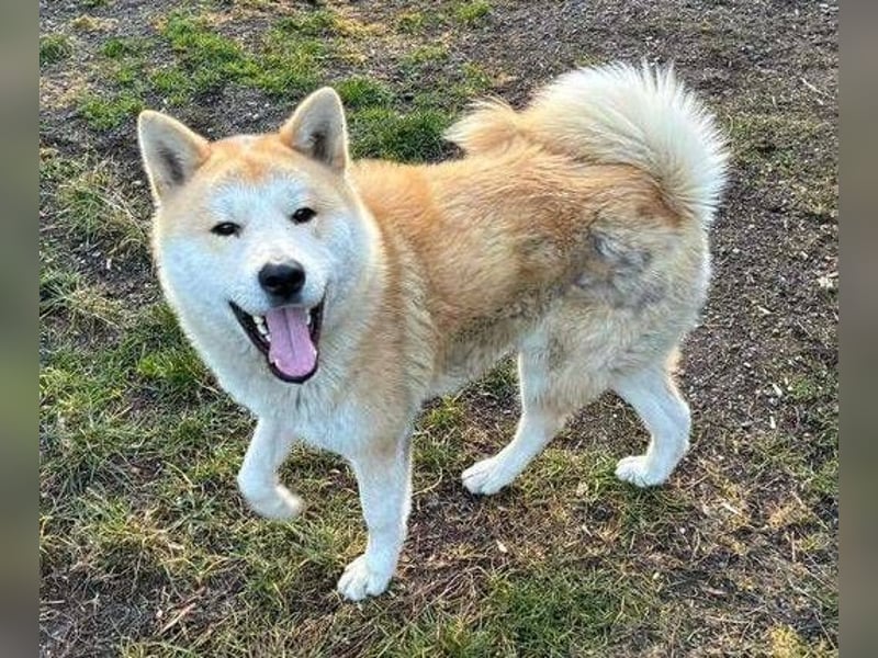 BUBO ist ein Strahlemann