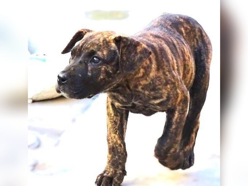 CHIARA, kleines Hundekind in Lebensgefahr CHIARA, kleines Hundekind in Lebensgefahr