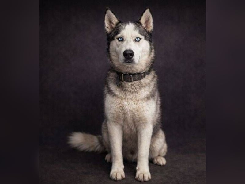 MADDOX sucht streichelnde Hände