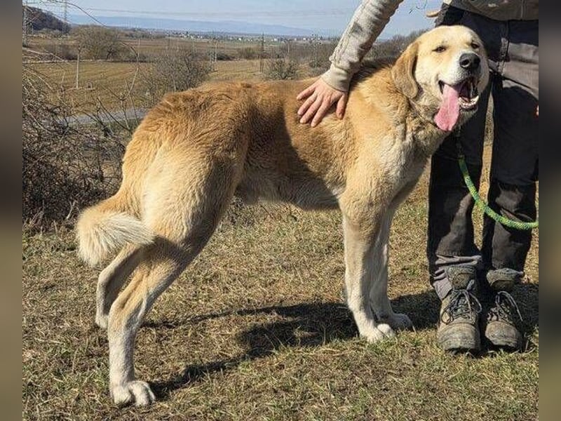 APOLLO ist eine imposante Erscheinung