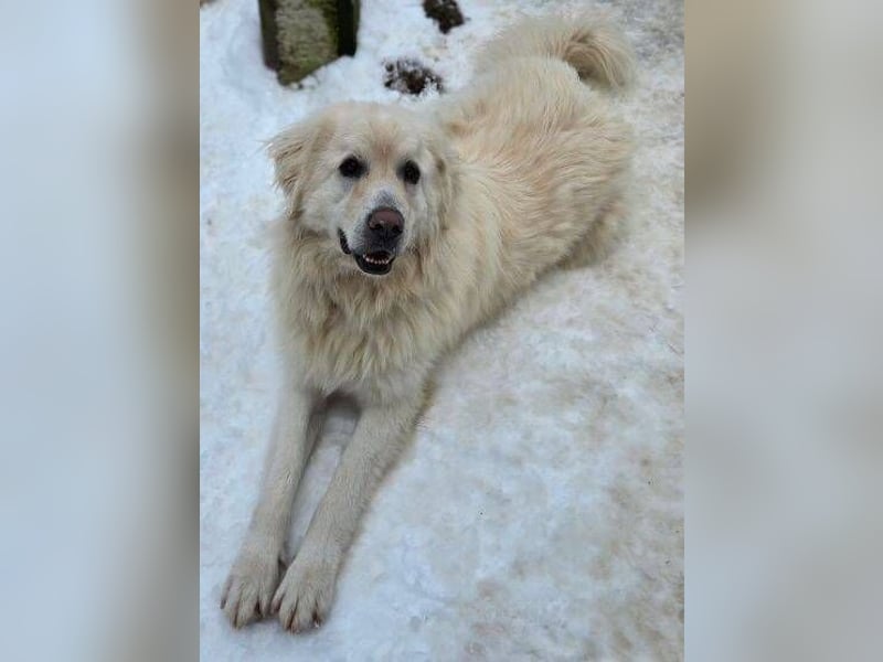 LEON 2 ein sanfter Riese