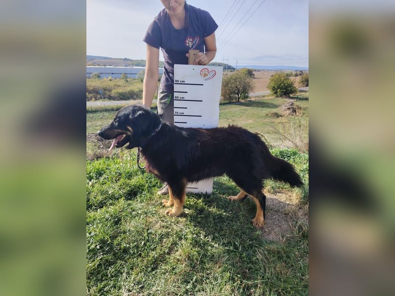 LAKI hat alles verloren