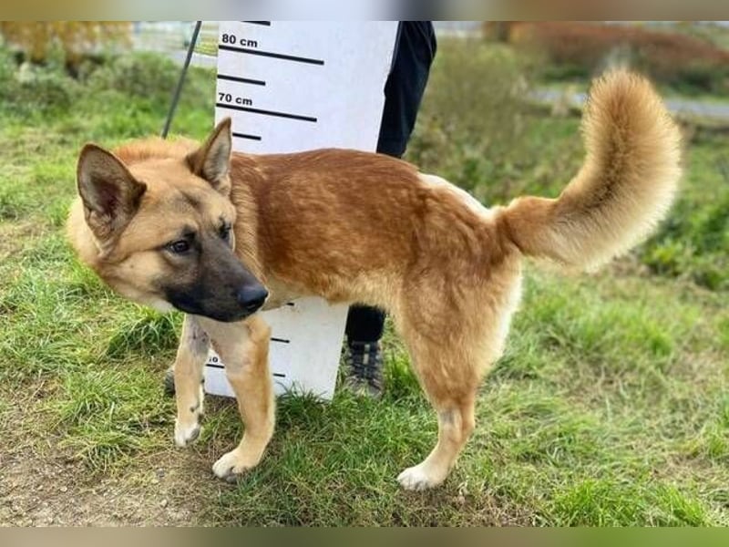 OREIAS musst schon viel aushalten