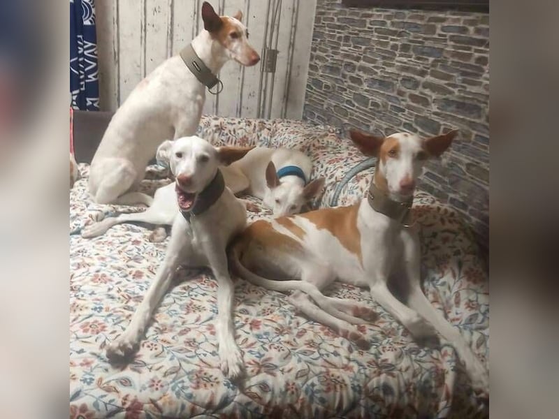 MILKY , weiße Schönheit