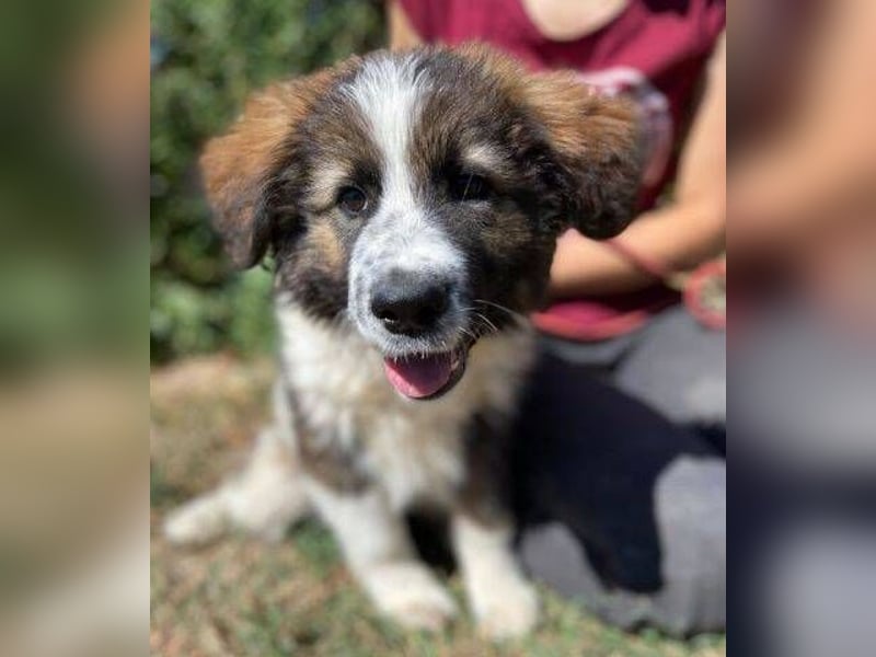 MAGGIE ist eine zauberhaftes Hundemädchen