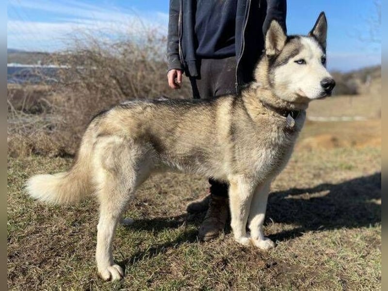 MADDOX sucht streichelnde Hände