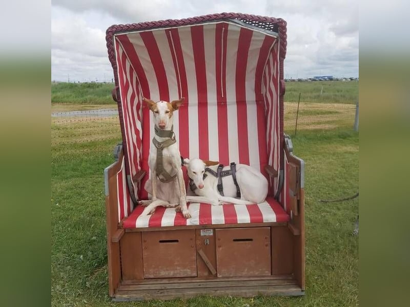 MILKY , weiße Schönheit