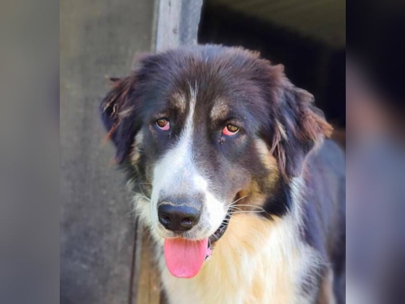 KODA sehnt sich nach einem Zuhause