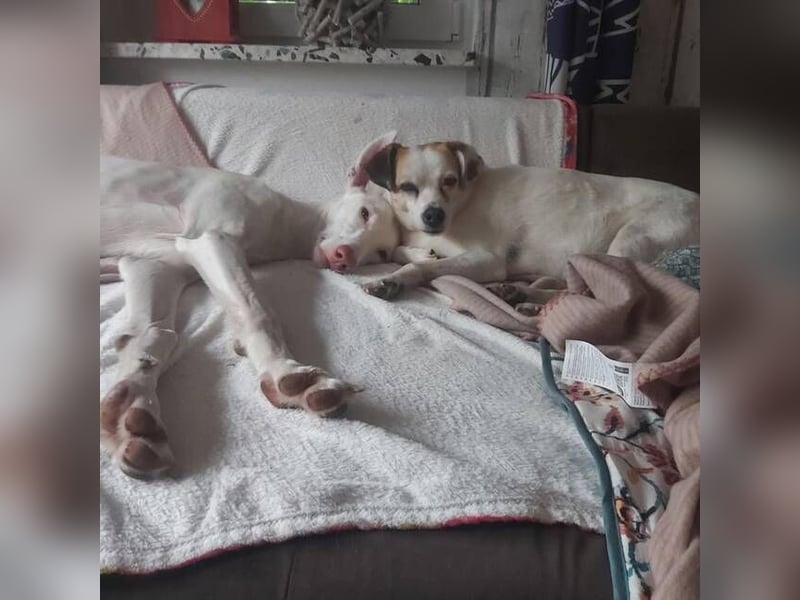 MILKY , weiße Schönheit