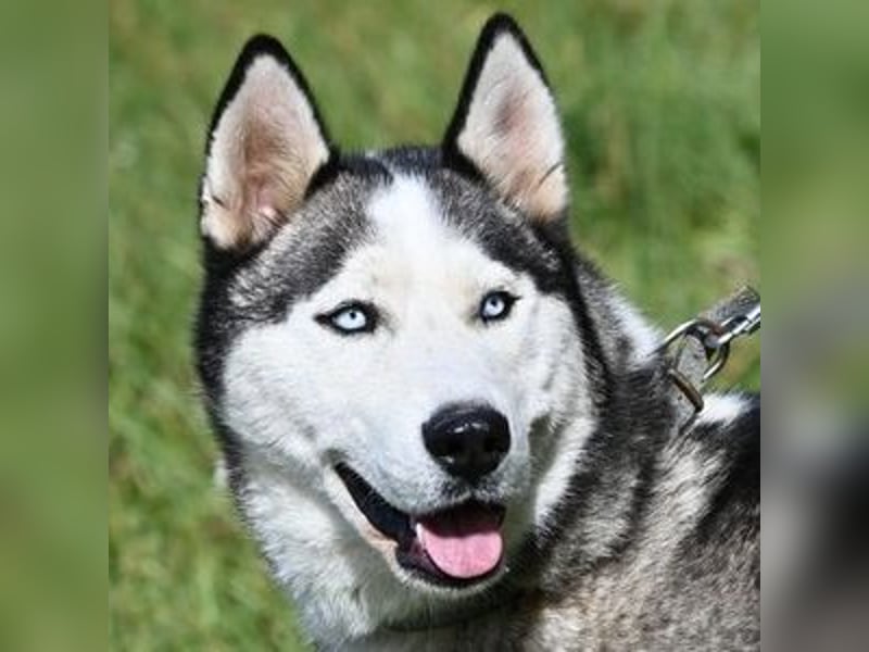 MADDOX sucht streichelnde Hände