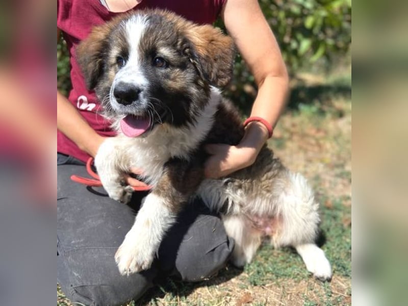 MAGGIE ist eine zauberhaftes Hundemädchen