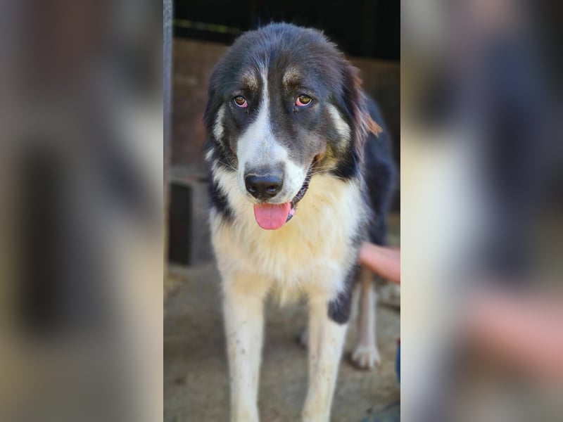 KODA sehnt sich nach einem Zuhause