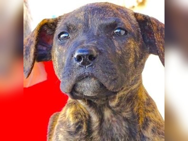 CHIARA, kleines Hundekind in Lebensgefahr CHIARA, kleines Hundekind in Lebensgefahr