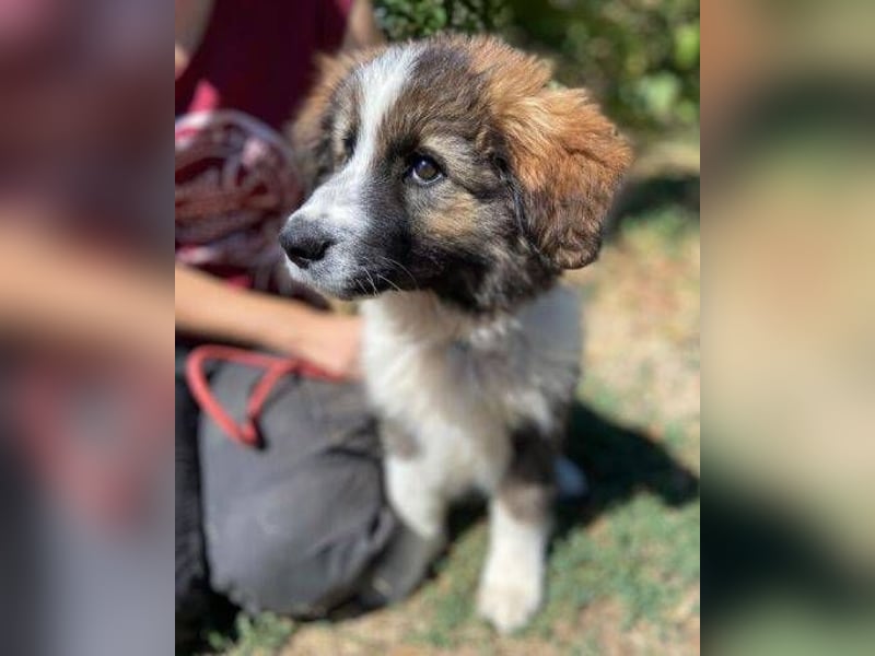 MAGGIE ist eine zauberhaftes Hundemädchen